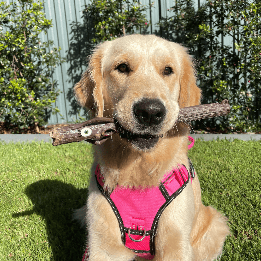 Golden Retriever mit pinkem Geschirr sitzt auf grüner Wiese und hält Stock mit einem Auge im Mund. Pflanzen im Hintergrund sichtbar.