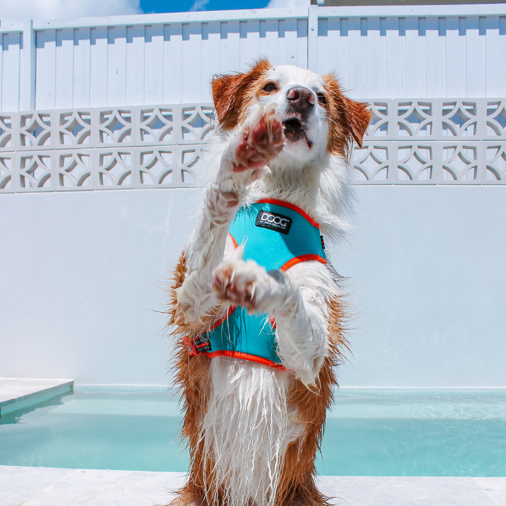 Nasser Hund in türkisfarbenem Schwimmgeschirr vor einem Pool mit hellem Zaun im Hintergrund.