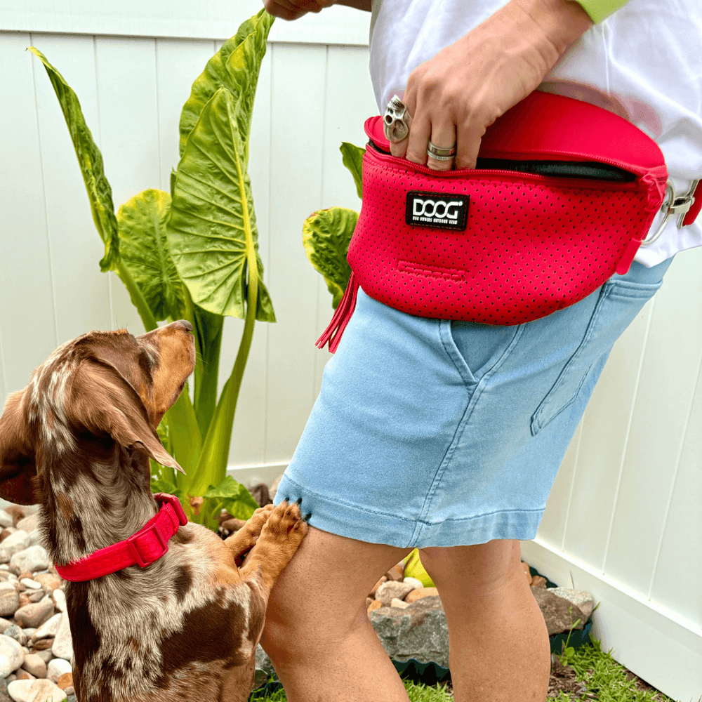 Eine Person trägt eine rote Bauchtasche mit perforiertem Design, während ein Hund mit rotem Halsband daneben steht.