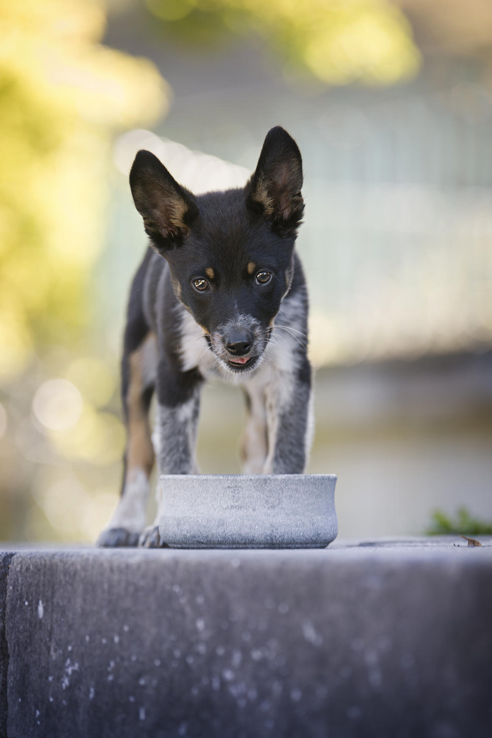 "Schwarzer Hund interessiert sich für den ROCKY Edel-Napf für Hund und Katze in natürlicher Umgebung."