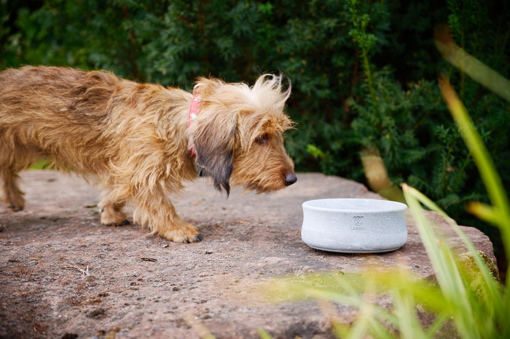 Edel-Napf für Hund und Katze aus grauem Material, umgeben von Pflanzen in natürlicher Umgebung. Hund beugt sich neugierig darüber.