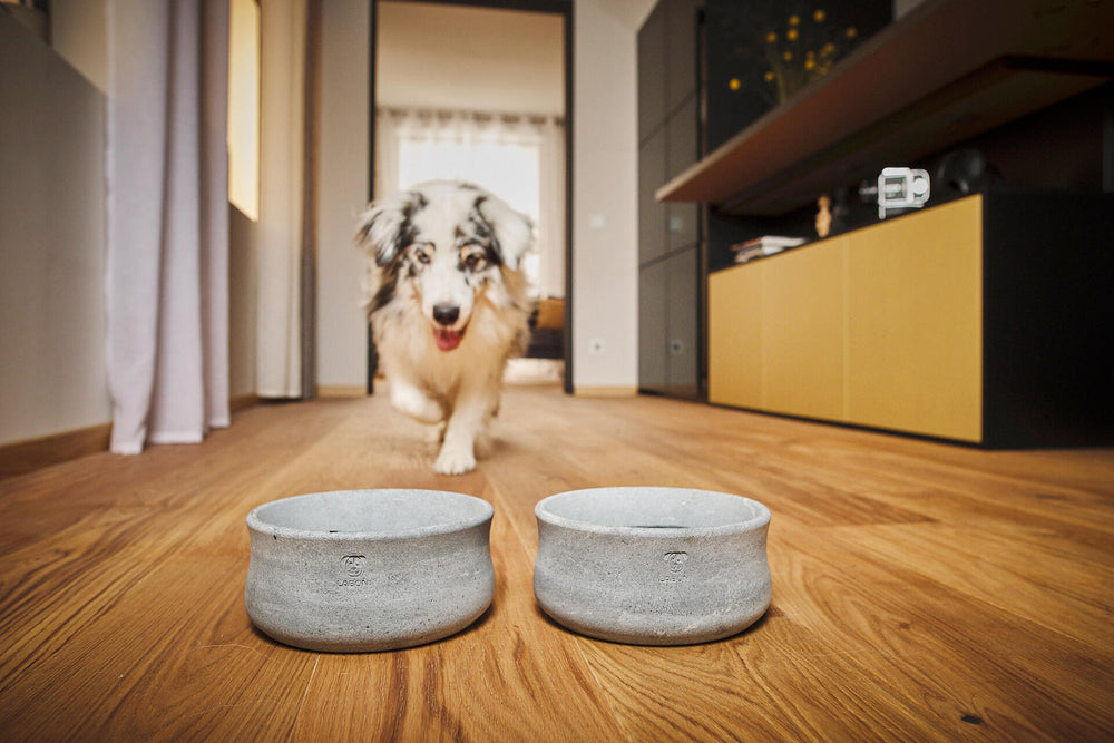 "Stylisher Edel-Napf aus Beton für Hund und Katze in modernem Wohnraum, ideal für trendbewusste Haustierbesitzer."