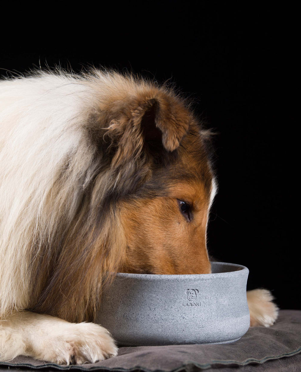 Edel-Napf für Hund und Katze: grau, matte Oberfläche, Hund mit geflecktem Fell, stilvolles Futtergeschirr.