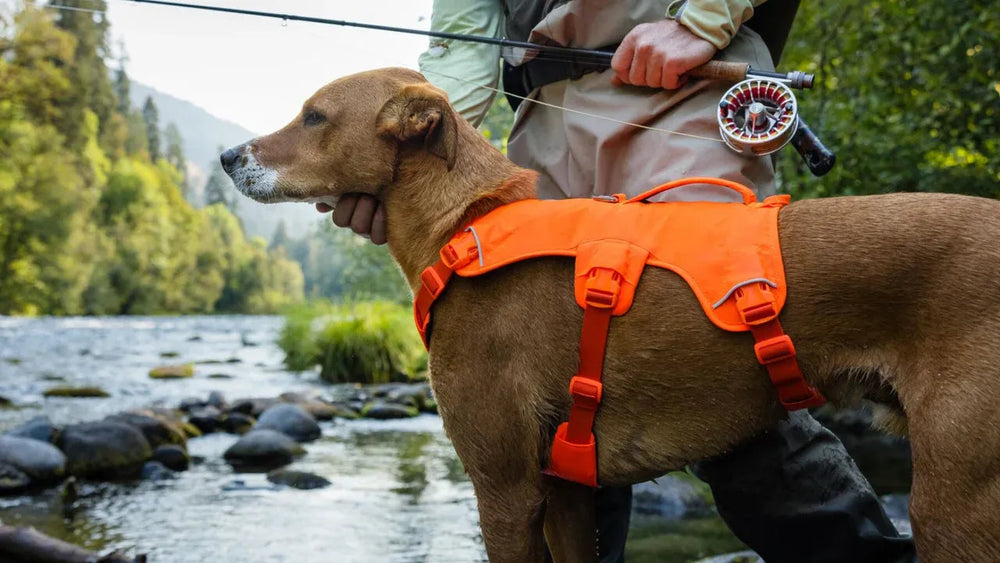 Hund im orangefarbenen Web Master™ Geschirr neben Angler am Fluss, umgeben von Bäumen und Bergen.
