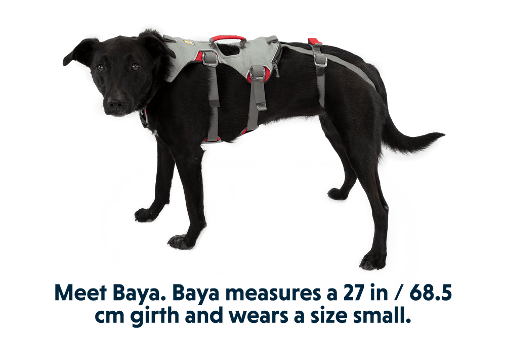 Schwarzer Hund Baya trägt ein graues Doubleback™ Geschirr mit roten Details, bereit für Abenteuer in der Natur.