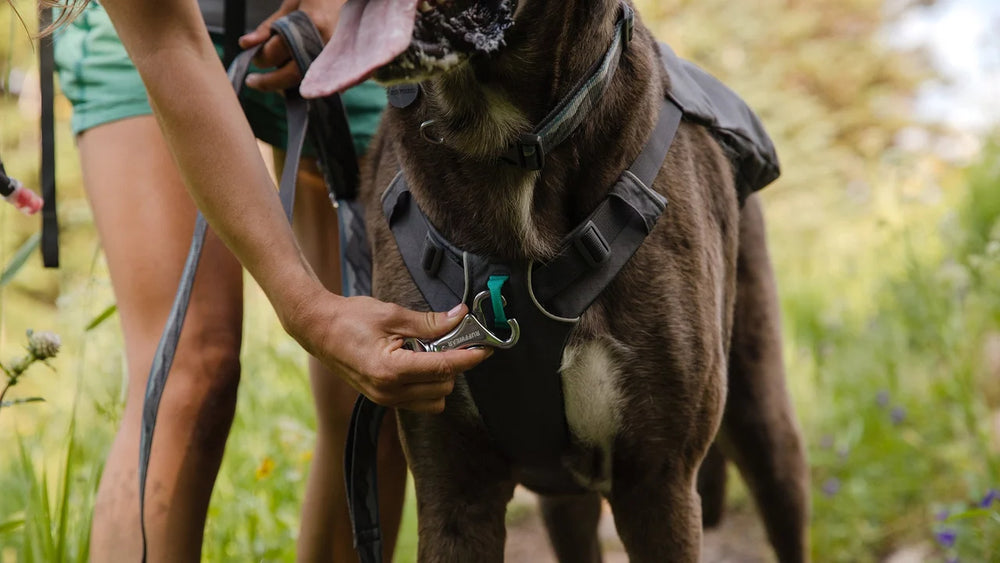 Switchbak™ Hundegeschirr