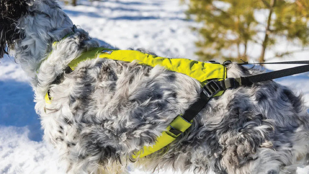 Hund im gelben Geschirr spielt in verschneiter Landschaft mit Bäumen, ideal für das Omnijore™ Hundejöringsystem.