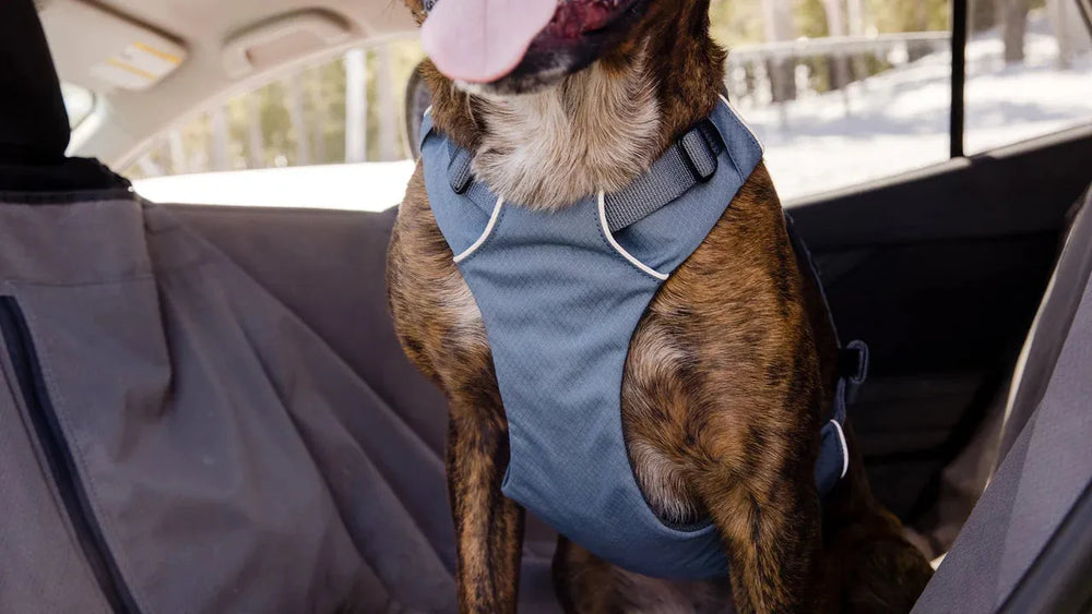 Hund sitzt im Autositz mit grauem Sicherheitsgeschirr, ziegelbraunes Fell, Zunge heraus, Rückbank des Autos sichtbar.