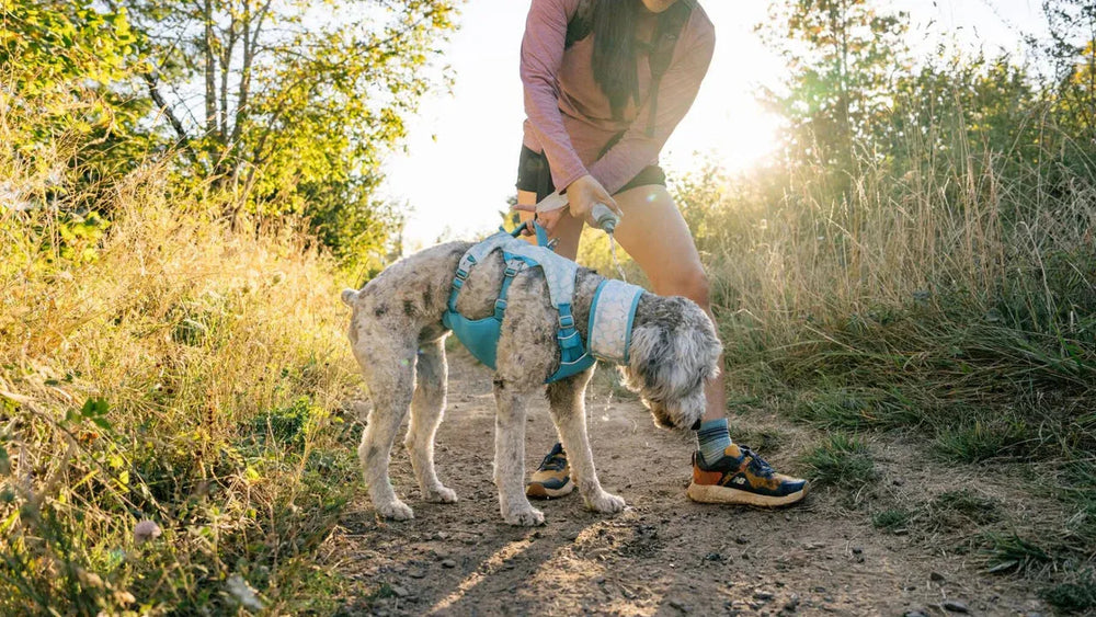 Schwammkühler für Hunde: Person mit Hund auf Wanderweg an einem sonnigen Tag, Hund trägt das Kühlgeschirr und schnüffelt.