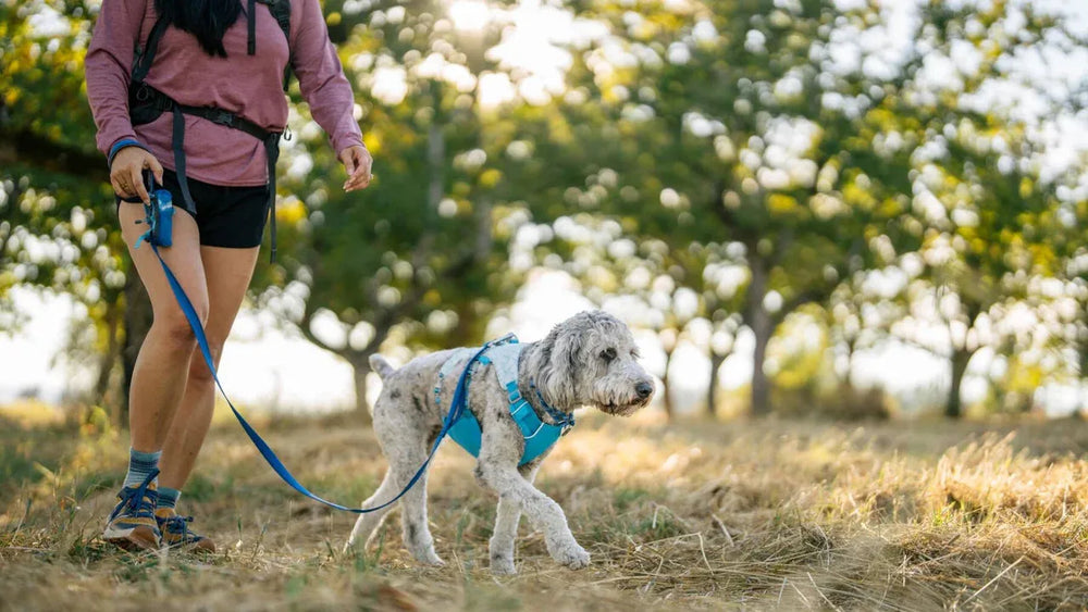 Person mit Hund im Swamp Cooler™ Geschirr in einer grünen Landschaft unterwegs.