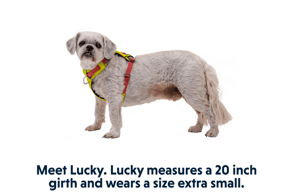 "Der kleine Hund Lucky trägt ein graues Hi Light™ Geschirr in Gelb und steht seitlich."