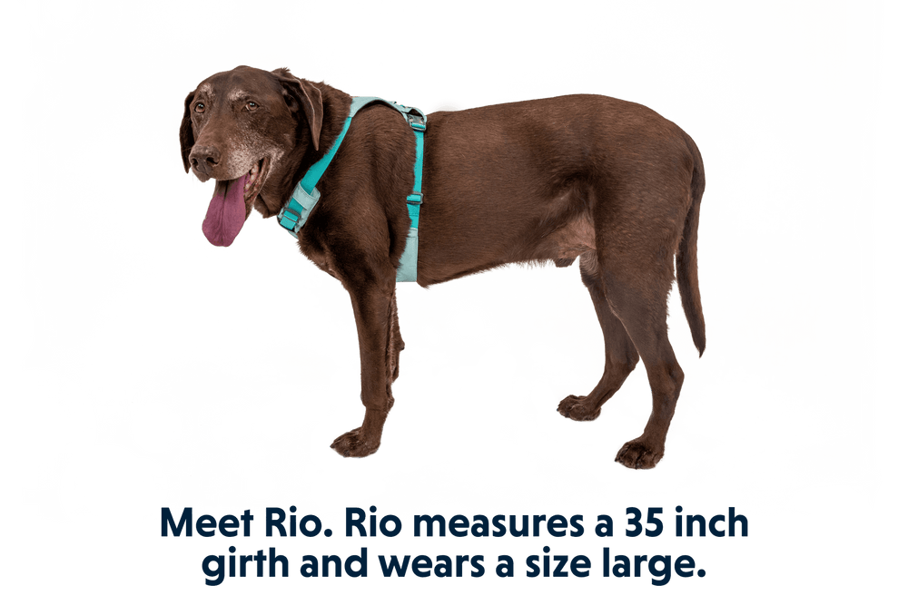 Brauner Hund Rio trägt hellblaues Hi Light™ Hundegeschirr, steht seitlich und wirkt freundlich mit herausgestreckter Zunge.
