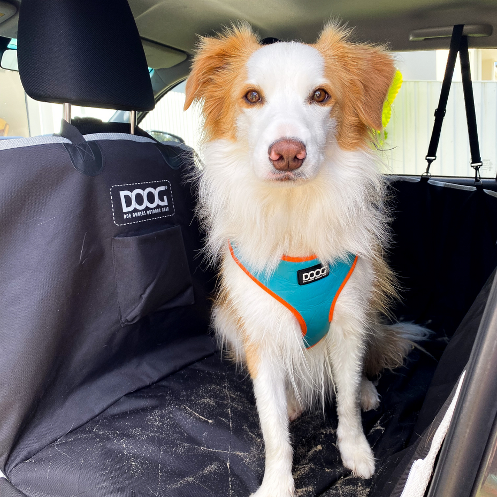 Hund im Auto mit hellblauem Neopren-Geschirr und orangefarbenen Akzenten auf einer schützenden Rücksitzabdeckung.