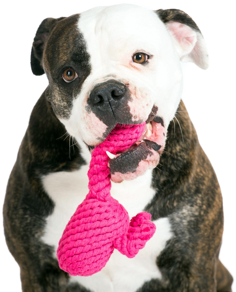 "Bulldoggen-Mix hält franzi Flamingo, das rosa geflochtene Hundespielzeug, im Maul und schaut in die Kamera."