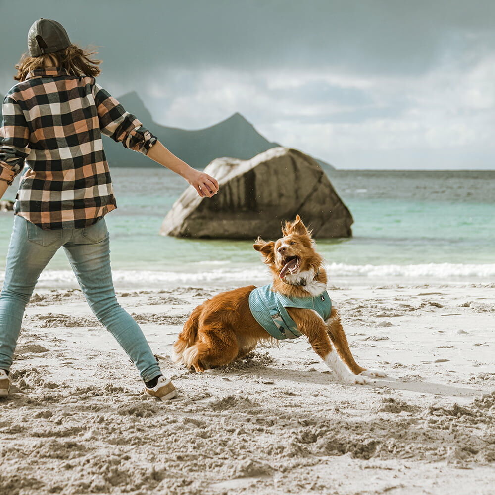 Kühlweste für Hunde – zusätzliche Produktansicht 6