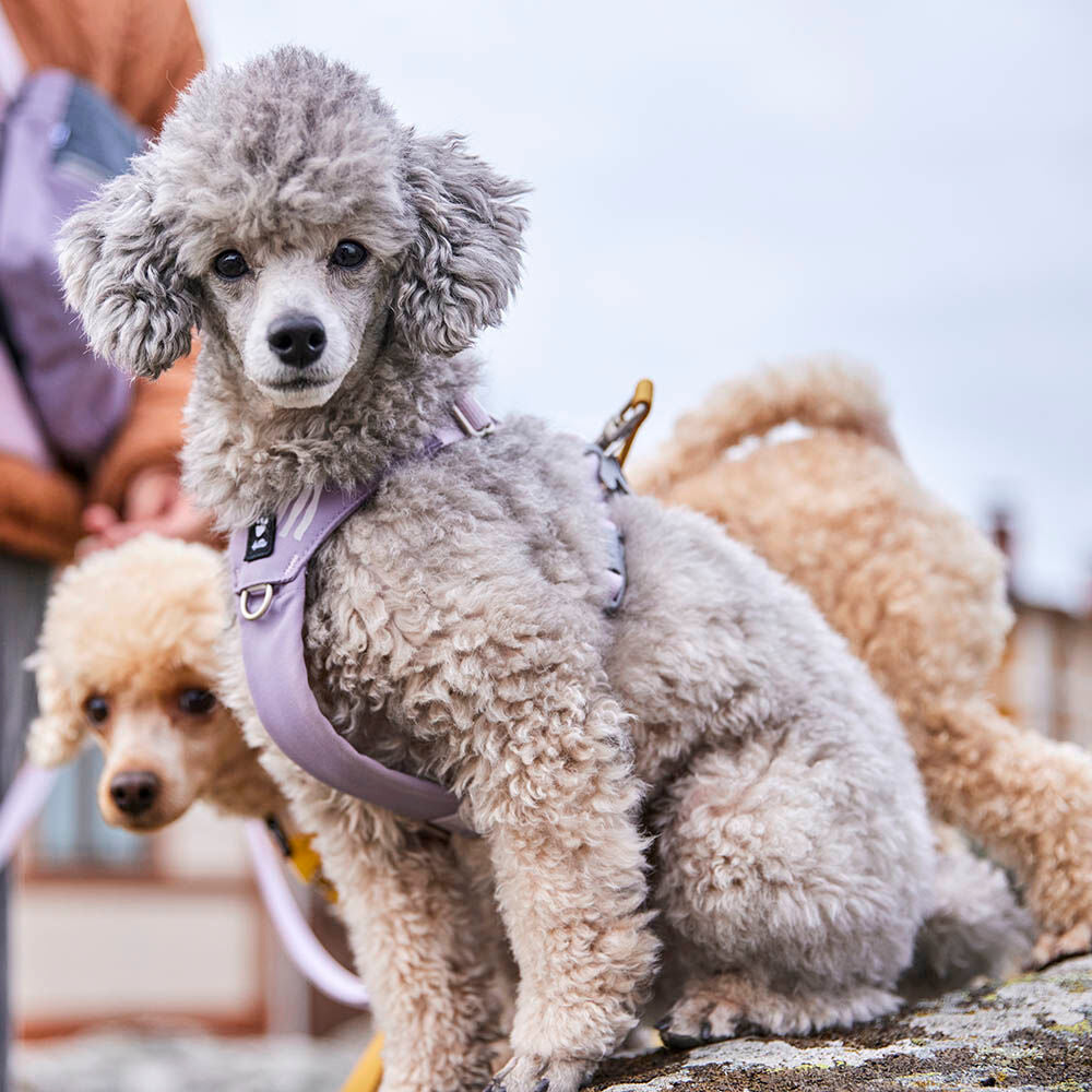 Hundegeschirr Seeker – zusätzliche Produktansicht 5