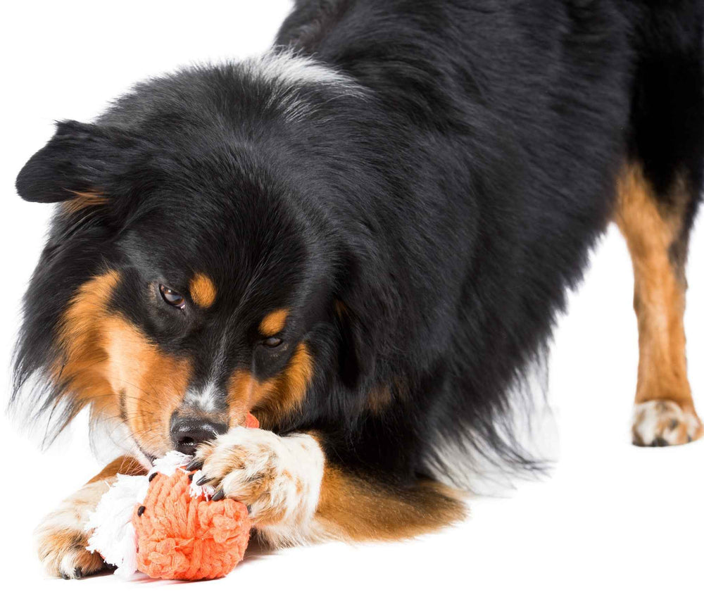 Hund mit schwarz-beigem Fell spielt mit dem Kult-Spielzeug Timothy Tiger auf weißem Hintergrund.