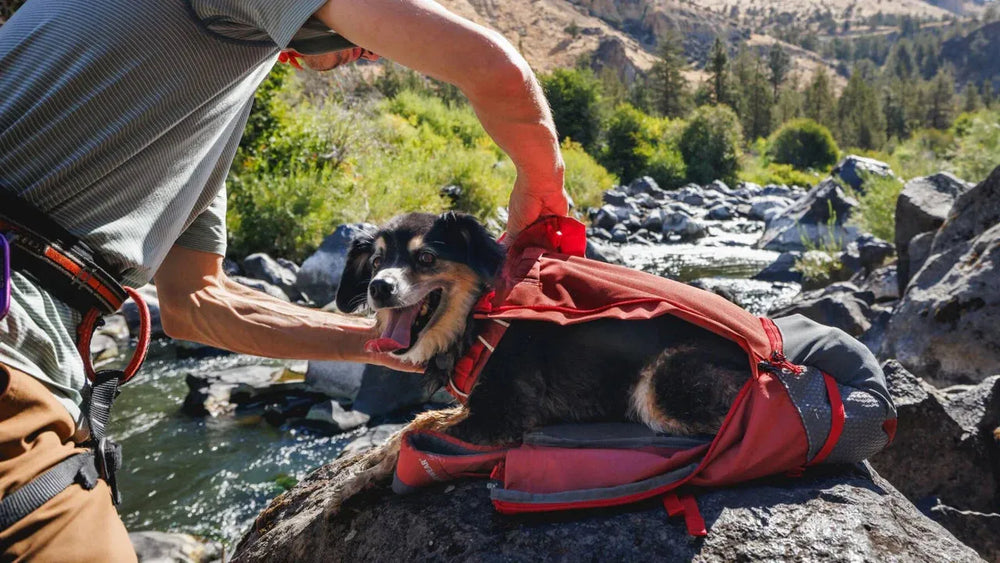 Hund im Hitch Hiker™ Rucksack auf einem Stein neben einem Fluss in der Natur.
