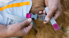 BackTrak™ Evakuierungsset für Hunde