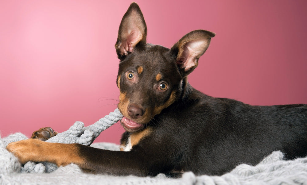 ALT-Text: "Hund mit braunem Fell spielt mit grau-elton-elefant, einem weichen Seilspielzeug für Hunde, auf pinkem Hintergrund."
