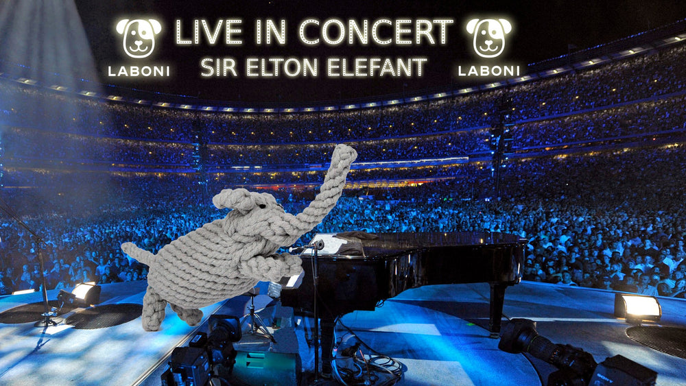 "Knoten-Elefant auf Klavier bei Live-Konzert, umgeben von fröhlicher Menschenmenge und Bannern."