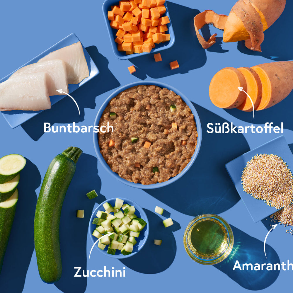 Buntbarschgericht mit Amaranth und frischem Gemüse auf blauem Hintergrund präsentiert.