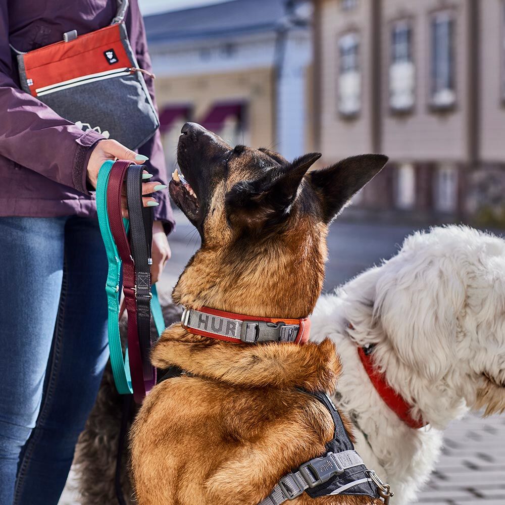 Hundehalsband Rover – zusätzliche Produktansicht 6
