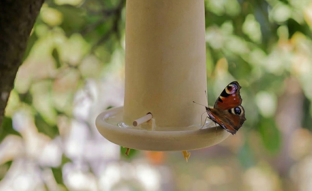Schmetterling sitzt auf gelbem Futterspender in natürlicher, grüner Umgebung.