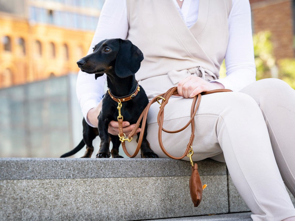 Person mit Dackel an einer goldfarbenen Lederleine auf einer Steinbank.