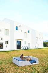 Hund auf schwarz-weiß gepunktetem Hundebett Cosmopolitan 101 auf Gras, modernes Gebäude im Hintergrund, blauer Himmel