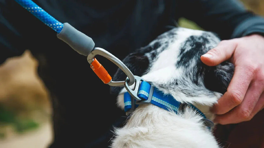 Hund mit blauem Geschirr und Knot-a-Leash™ Seil-Hundeleine, sicher im Griff einer Hand gehalten.