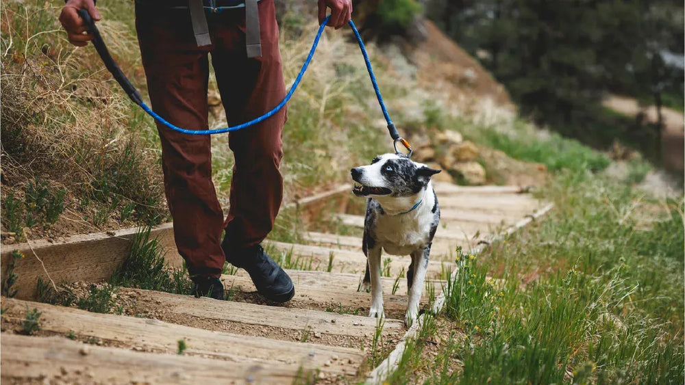 "Person führt glücklichen Hund an Knot-a-Leash™ Seilleine entlang eines schmalen, grünen Pfades."