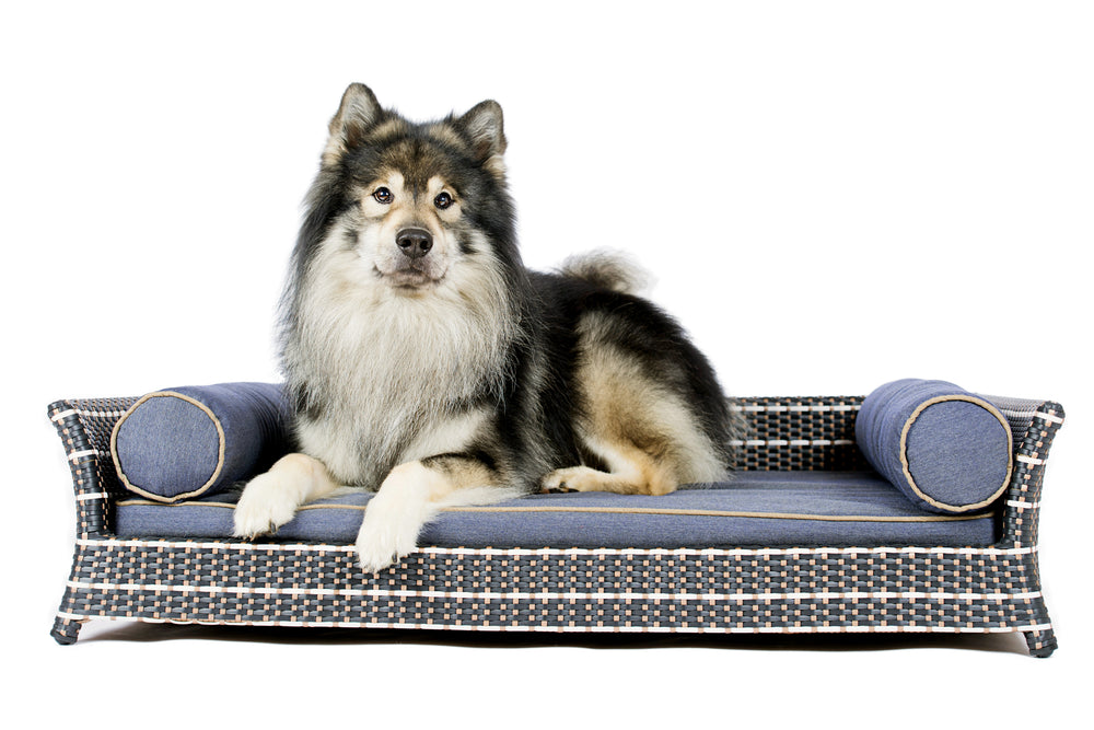 Hundebett Odeon Night-Copper mit blauem Polster, stilvolles Design, flauschiger Hund gemütlich liegend, dunkle & helle Farben.