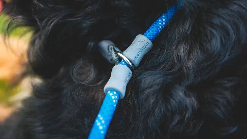 Hund mit blauem Halsband und Just-a-Cinch™ Leine, sicher am stabilen Ring befestigt.
