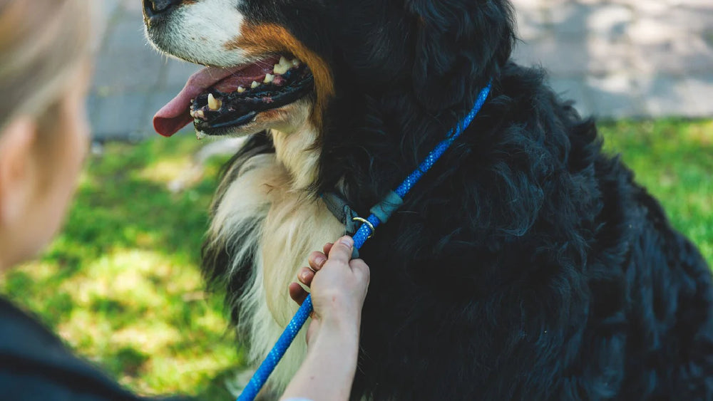 Person hält blaue Just-a-Cinch™ Hundeleine, während ein Bernhardiner im Gras sitzt und seine Zunge herausstreckt.