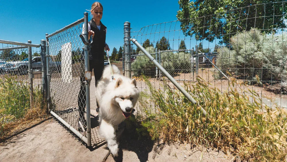 Mädchen mit Samojedenhund an Knot-a-Long™ Leine, sonniger Tag, Bäume und Zaun im Hintergrund.