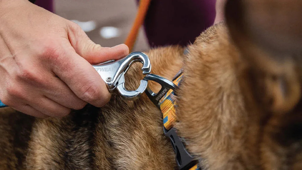 "Hand befestigt Karabinerhaken einer Roamer™ Bungee-Hundeleine am gestreiften Hundegeschirr im unscharfen Hintergrund."