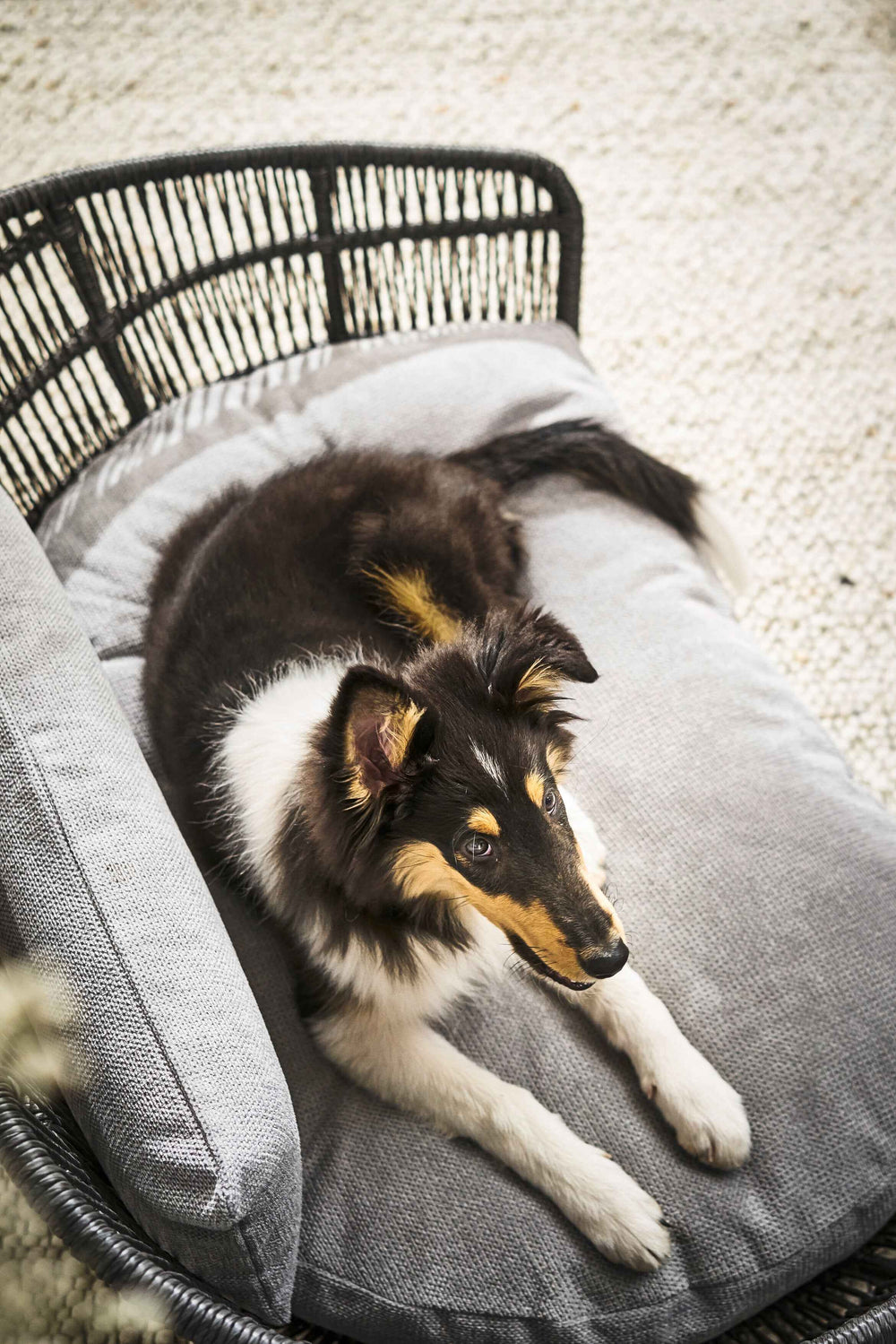 "Schwarz-brauner Hund mit weißen Stellen ruht auf PRADO Design-Hundebett TUDOR in geflochtenem Sessel."