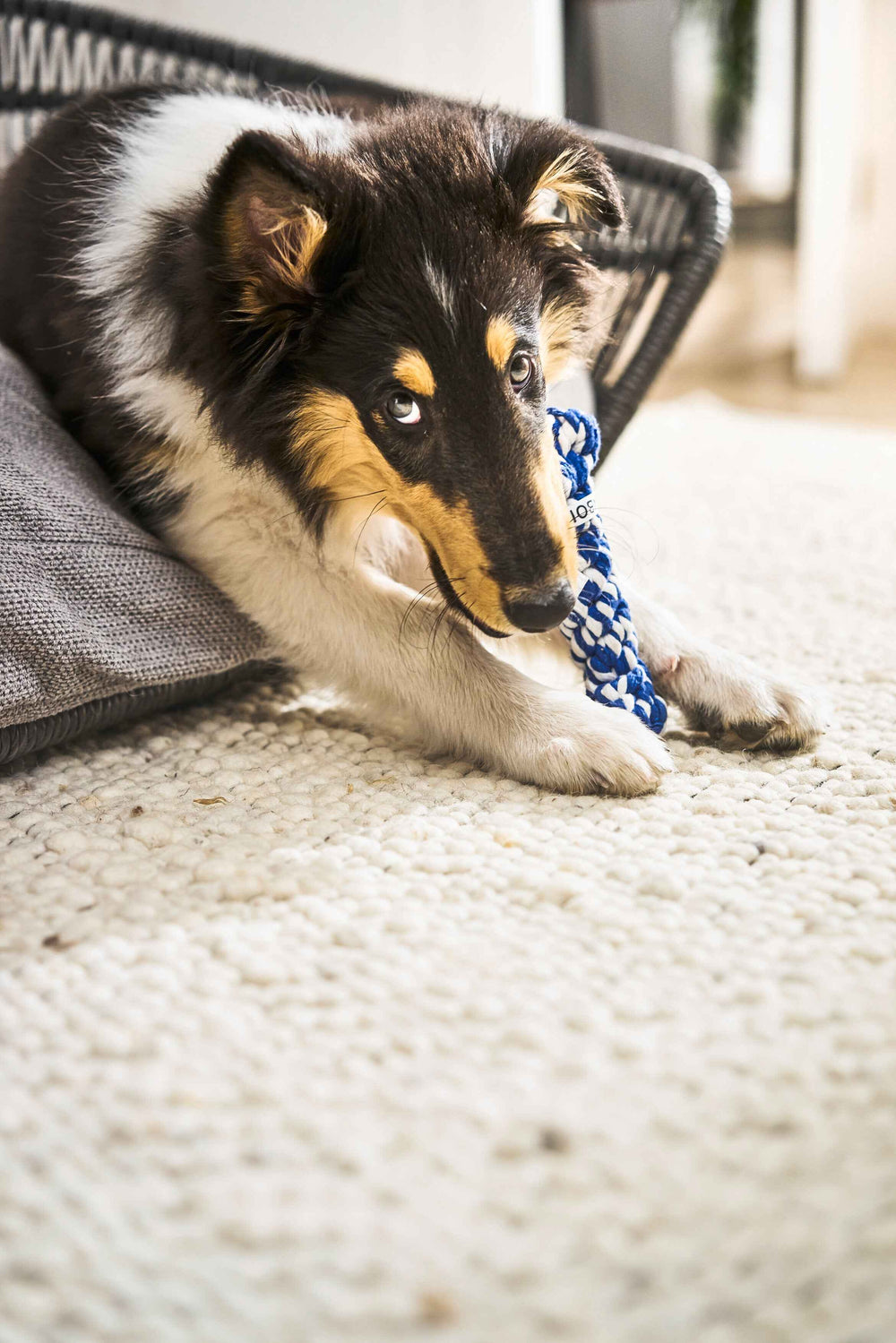Welpe auf weichem Teppich mit blauem Seilspielzeug im PRADO TUDOR Design-Hundebett – stilvolle Wohnumgebung.