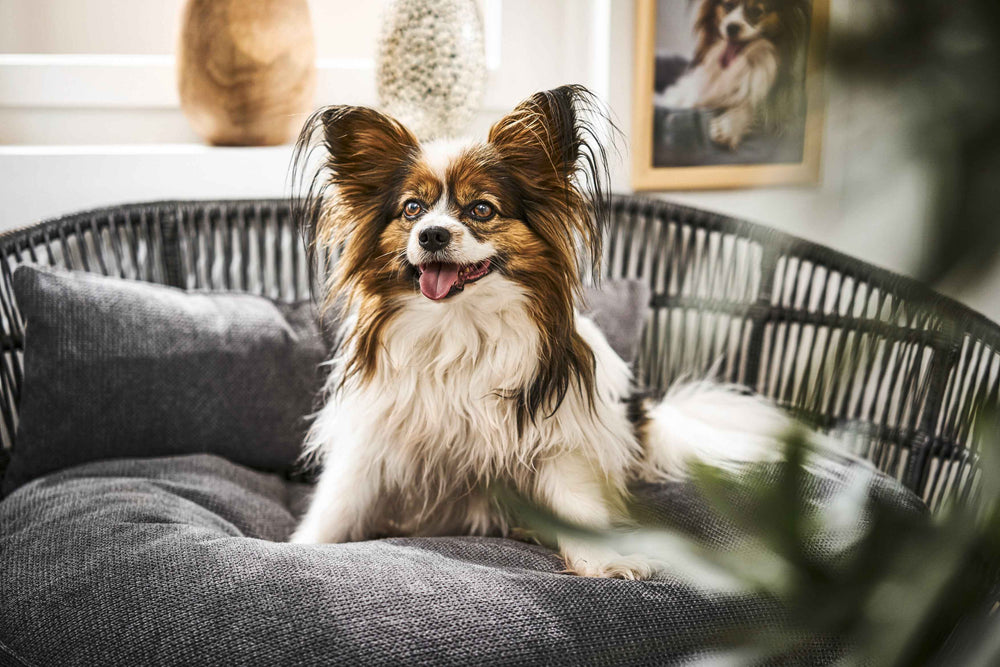 ALT-Text: Freundlicher Hund auf grauem PRADO Design-Hundebett TUDOR im Korbsessel, braunes und weißes seidiges Fell.