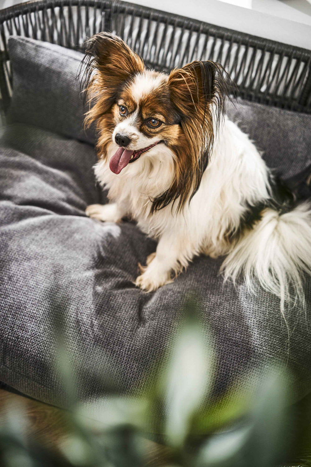 "Stilvolles PRADO Design-Hundebett TUDOR mit einem glücklichen Hund auf grau gepolstertem Untergrund."