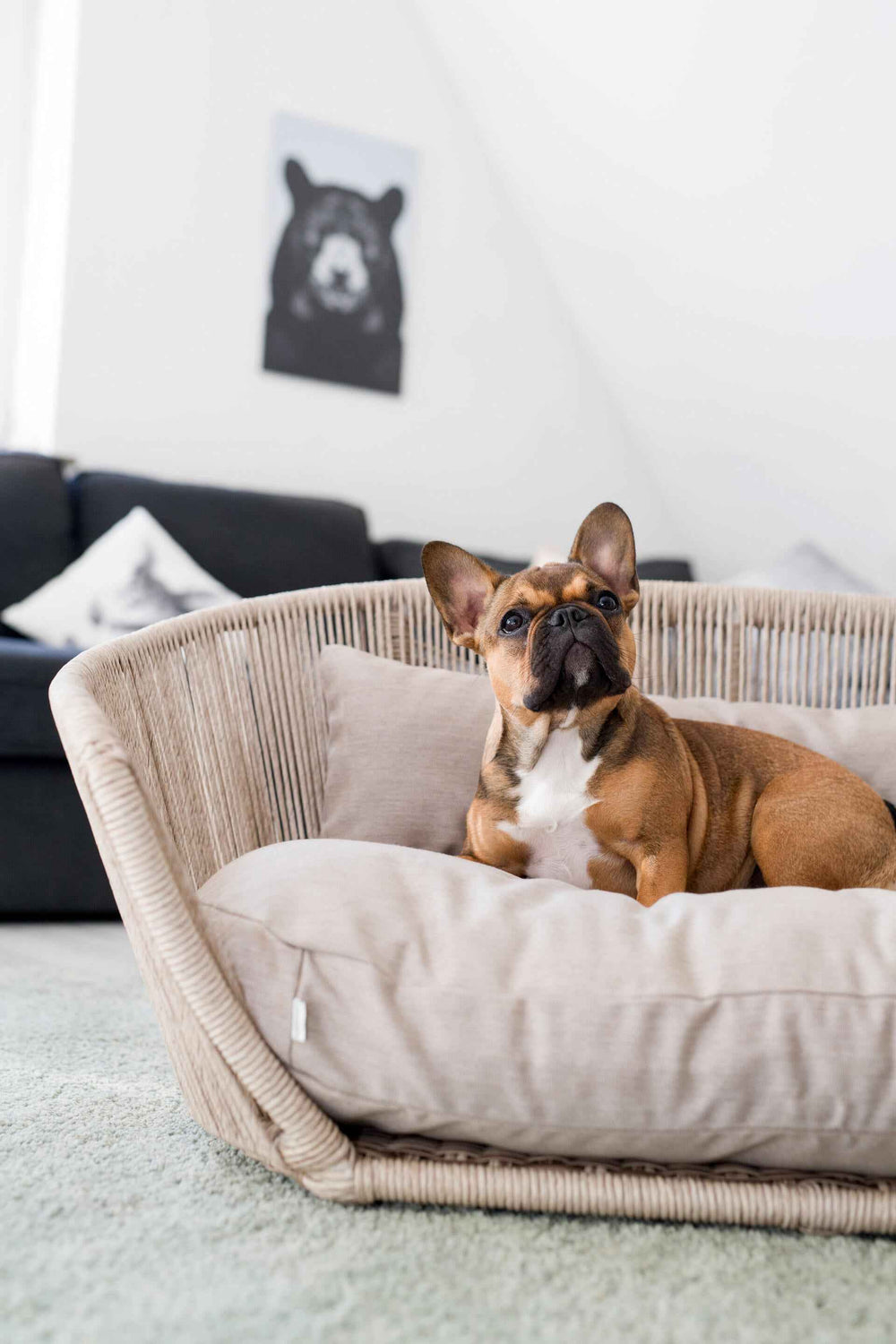 Brauner Hund entspannt auf dem VOGUE Design-Hundebett SMOOTH in modernem Raum mit Sofa und Bärenkunst.