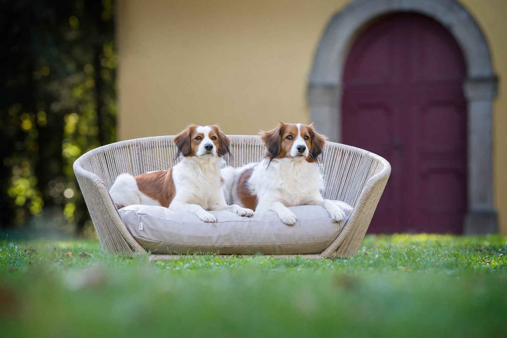 Zwei freundliche Hunde auf einem gemütlichen, hellen Sofa im Freien neben dem eleganten VOGUE Design-Hundebett SMOOTH.