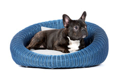 Kleiner Hund im blauen geflochtenen Hundebett Bellini vor weißem Hintergrund.