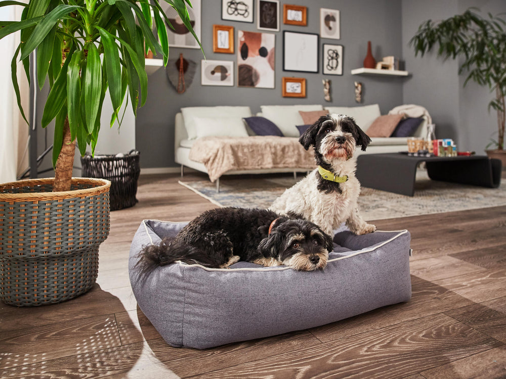 Zwei kleine Hunde entspannen auf einem grauen VITO Hundebett in einem modernen Wohnzimmer mit Pflanzen und Sofas.