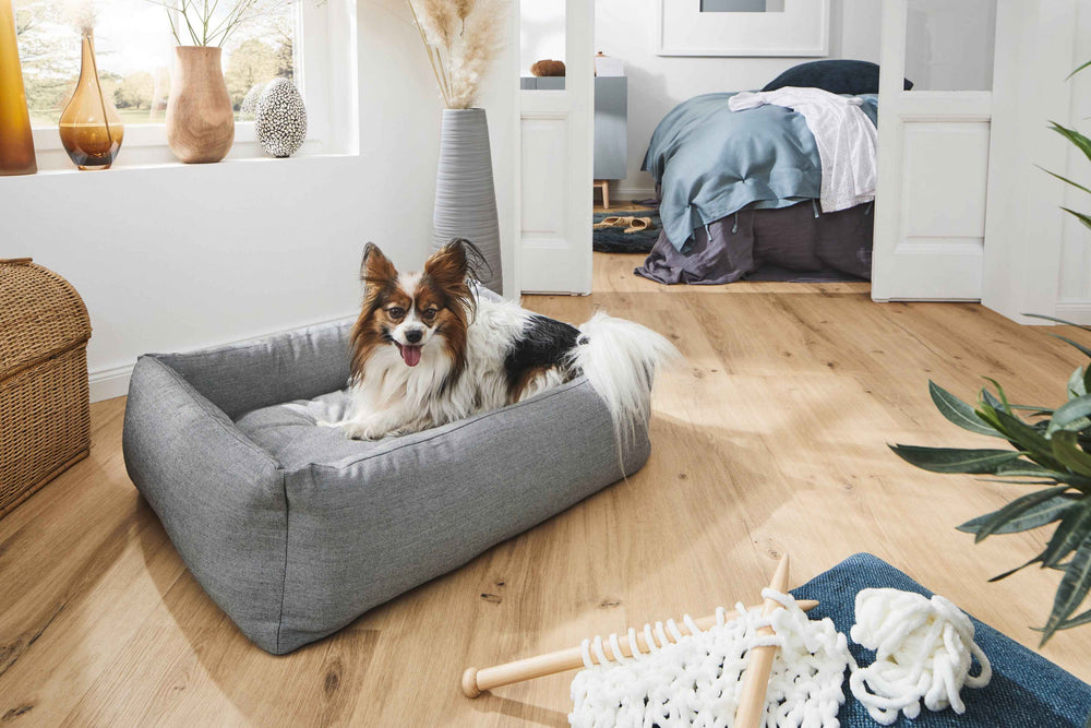 "Hund liegt entspannt auf grauem CLASSIC Hundebett SMOOTH in hell erleuchtetem Zimmer mit Holzboden."