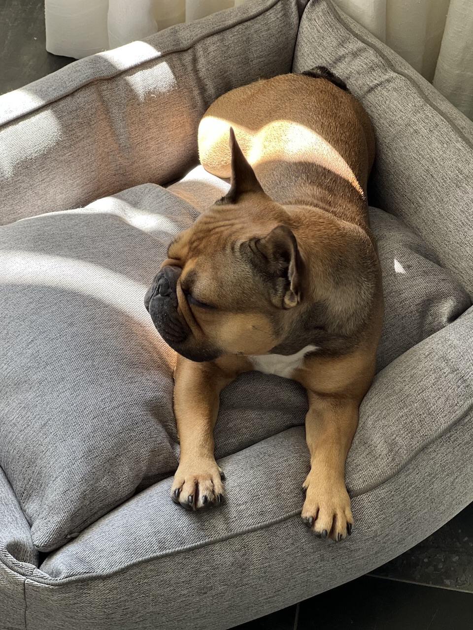 Entspannter Hund mit braunem Fell auf grauem ORTHO Hundebett UNO vor hellem Fenster.