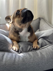 Französische Bulldogge sitzt auf beigem ORTHO Hundebett und schaut mit lebhaften Augen nach oben.