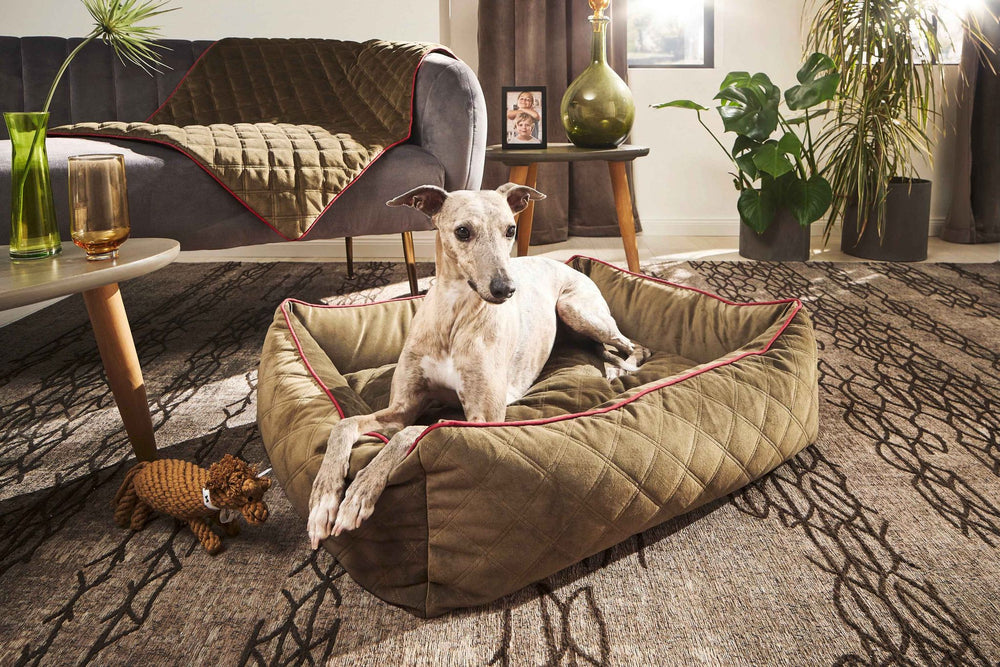 "CLASSIC Hundebett OXFORD mit hellbraunem Hund in modernem Wohnraum mit grauer Couch und grüner Decke."