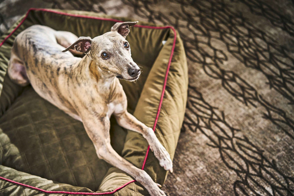 Grau-gestromter Hund liegt entspannt auf grünem CLASSIC OXFORD Hundebett mit rotem Rand, geometrischer Teppich im Hintergrund.